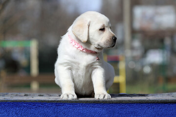 yellow labrador puppy on the blue background