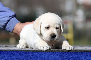 a yellow labrador puppy on the blue background
