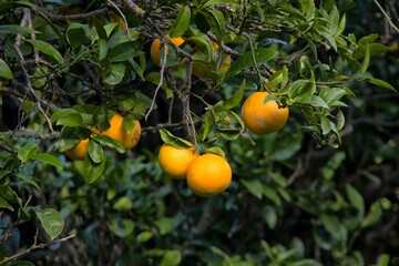 Pomarańczowe pomarańcze na drzewie - obrazy, fototapety, plakaty