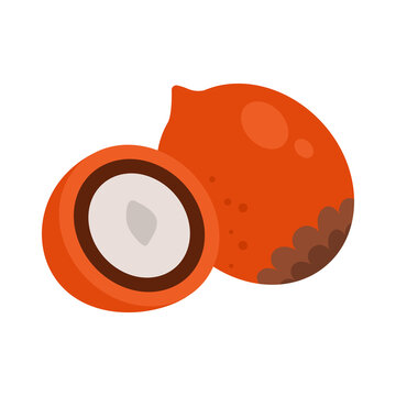 Tucuma whole fruit and half sliced isolated on white background. Astrocaryum vulgare or awarra palm fruit icon for package design. Vector illustration of exotic fruits in flat style.