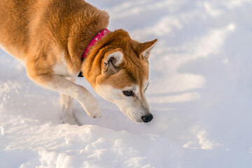 A Japanese Akita dog in the snow