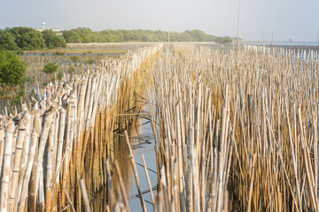 Use bamboo fences to prevent waves and trap sediment along mangrove forests and beaches and the Bang Pu seashore.