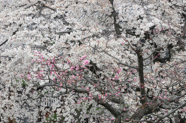 満開の枝垂れ桜