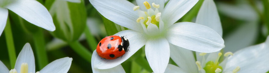 Marienkäfer 290 © K.-U. Häßler