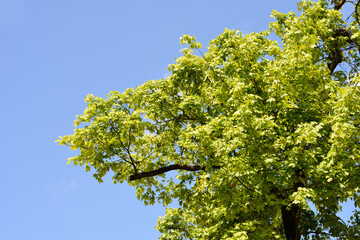 Norway maple