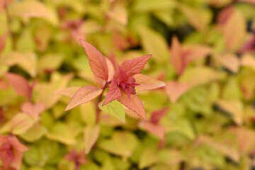 Japanese spirea Firelight