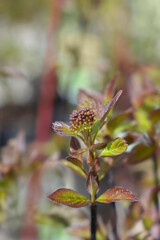 White dogwood Kesselringii