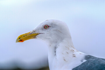 A Japanese seagull 