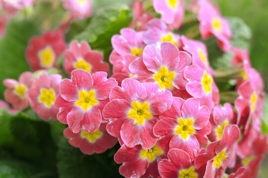 Primrose or primula in the spring garden. Blooming red primroses flowers. Primula Polyanthus. Red flowers in spring garden. Primroses in spring. Primula Vulgaris. Horizontal photo. Coral primrose 