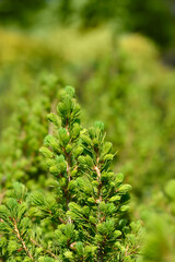 Dwarf Alberta spruce