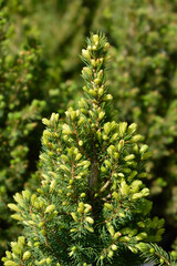  J.W. Daisys White Alberta spruce
