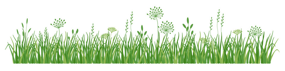 Green grass border, meadow herb 
and grass, vector illustration 