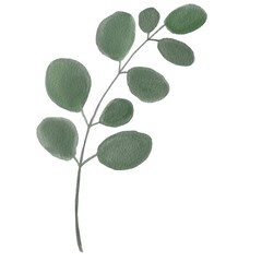 Obraz premium Hand painted eucalyptus leaves and branches isolated on white background. Watercolor Eucalyptus Greenery floral branch. Cartoon hand drawn watercolor illustration for menu, card, tshirt design
