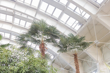 Botanical garden exotic in a modern building, palm trees and plants, sunlight
