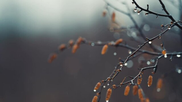 Thin black birch tree branches are beaded by raindrops on blurry background. Slow-motion, pan left.
