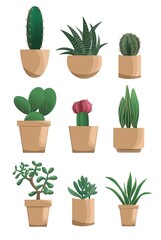 Set of different succulents in modern flat style, isolated on white background