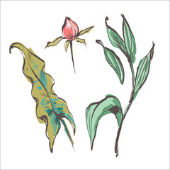 Rose bud, leaves and stems in engraving style. Hand drawn realistic open and unblown rosebuds. Decorative vector elements for tattoo, greeting card, wedding invitation.