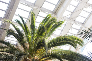 Fototapeta na wymiar Botanical garden exotic in a modern building, palm trees and plants, sunlight