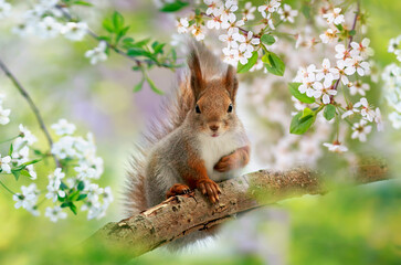 fluffy red squirrel sits on a cherry blossom in a spring sunny garden - obrazy, fototapety, plakaty