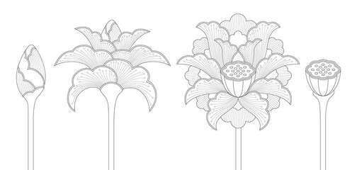 Set of ornamental Indian lotus flowers in four different phases: bud, opening blossom, full blossom and seed pod (Line art)  - obrazy, fototapety, plakaty