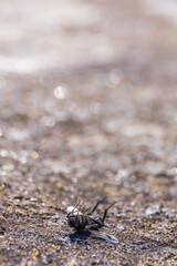 Dead Fly lying on the back on a stone surface