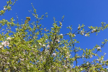 Beautiful flowering Apple tree at a blue sky