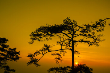 Warm light photo shot of pine tree on sunrise morning at Phu Kradueng National Park, Thailand.