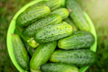 Fresh cucumbers are collected from the garden