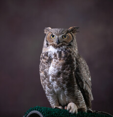 The Elegant Owl