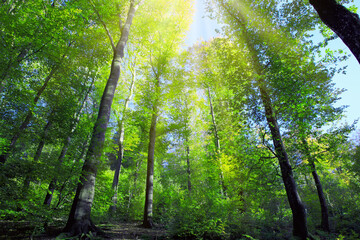 Sunlight in summer forest with green trees and blue sky.