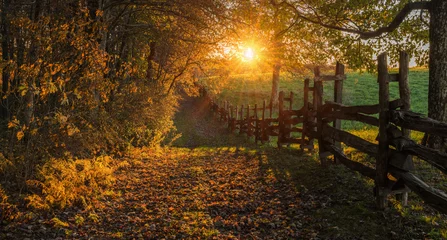 Spätabendsonne, die durch Herbstlaub mit nachlaufendem Split-Zaun im Cumberland Gap National Park filtert © aheflin