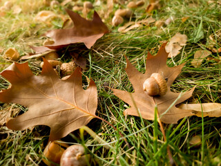 Macro shot of acorn lying on ellow and golden leaves fallen on ground at forest