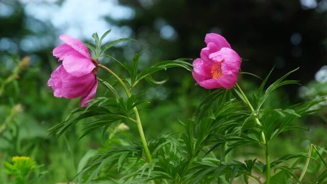 Wild peony flowers in the spring forest. Close-up photo