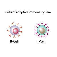 Fototapeta premium Cells of adaptive immune system. T- lymphocyte and B-lymphocyte