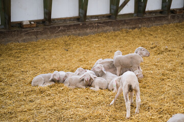 little lamb looks out of the flock of sheep in the stable