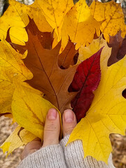 Closeup of young woman holding big bunch of yellow autumn leaves in hands