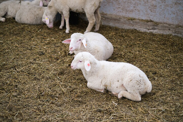 Healthy, pure bred Sheep on a farm