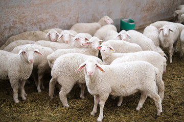 Healthy, pure bred Sheep on a farm