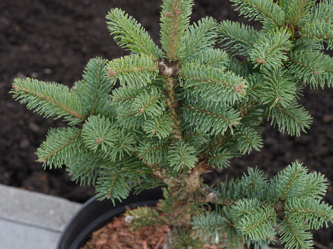 An Abies Lasiocarpa Compacta In A Pot.