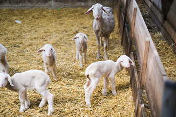 Livestock farm, flock of sheep