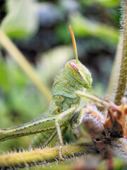 grasshopper on a branch
