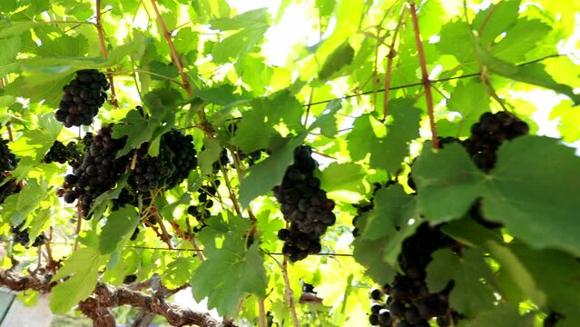 Slow motion of grape on the vine