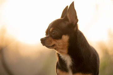 Chihuahua dog tricolor portrait close-up on sunset background. Pet, animal.