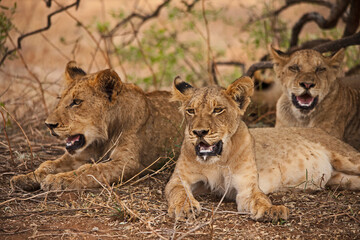 Fototapeta na wymiar Sub-adult lions resting 14997