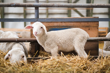 Naklejka premium little lamb looks out of the flock of sheep in the stable