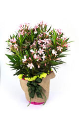 nerium oleander