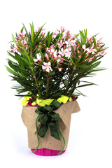 nerium oleander
