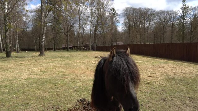 Tarpan horse in the Białowieża National Park.