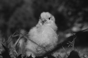 Inquisitive young chick on chicken farm in grass closeup.