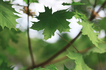 Spring nature background. Forest landscape. Green trees and grass on a spring morning.